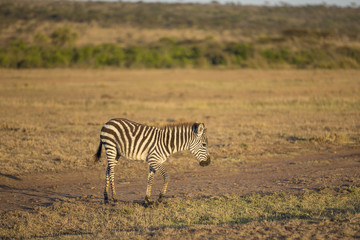 Baby Zebra