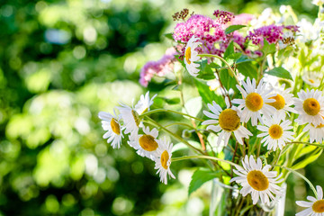 A bouquet of chamomile standing on a background of nature 