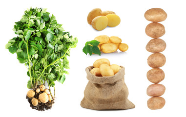 Poster - Collage of raw potatoes on white background