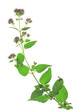Oregano, Dost, Wilder Majoran (Origanum vulgare) blühende Pflanze vor weißem Hintergrund
