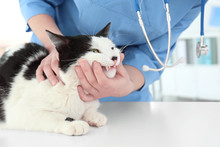 Veterinarian Examining Cat's Teeth In Animal Clinic