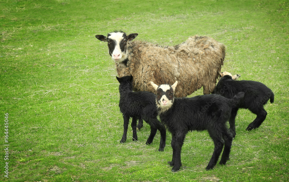 Cute funny lambs and sheep on green meadow