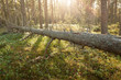 © Juhku - Fallen tree decay in forest