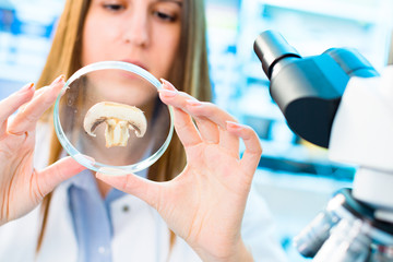 Canvas Print - Champignon mushroom research in laboratory.  Food Processing and Quality Control mushroom