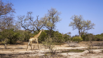  Giraffe in Kruger National park, South Africa