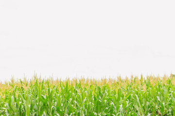 The soft focus of corn, Indian corn, Maize ,Zea mays, Poaceae,Gramineae,plant field with the white sky and copy space background.