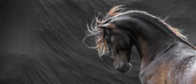 Wild Stallion With Mane Flying Portrait Head On Black