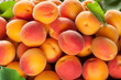 Ripe apricots fruit with leaves background