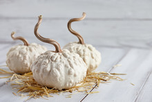 White Warted Halloween Pumpkins On White Planks, Holiday Decoration