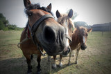 Fototapeta  - trzy zabawne konie na pastwisku
