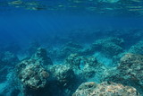 Fototapeta Do akwarium - Underwater landscape rocky seabed with corals on the outer reef slope, Pacific ocean ,Moorea, French Polynesia