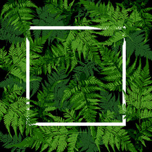 White Square Frame On Tropical Leaves, Fern Plant Vector Illustration
