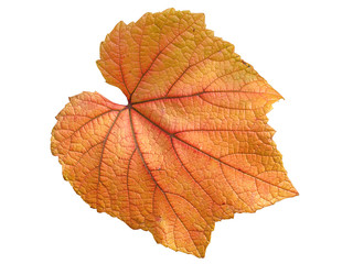 Wall Mural - vine leaf in autumn fall colour cut out and isolated on a white background