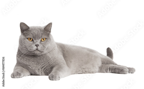 Britisch Kurzhaar Katze Freigestellt Kaufen Sie Dieses