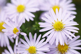 Fototapeta Kwiaty - piękne biało żółte kwiaty
