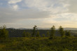 © pellephoto - scenic summer forest sight of nature while hiking woods