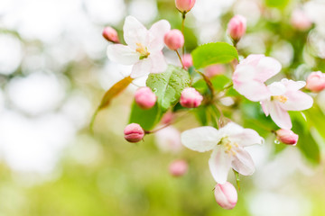 Wall Mural - macro closeup of light pink cherry blossoms with bokeh and rain drops on leaves
