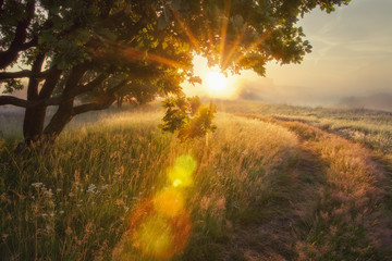 landscape rays of sun through branches of tree. early autumn on morning sunrise solar glare