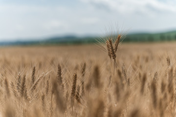 Wheat field