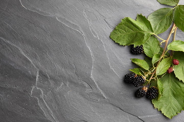 Wall Mural - Fresh ripe blackberry branch on textured stone background, top view