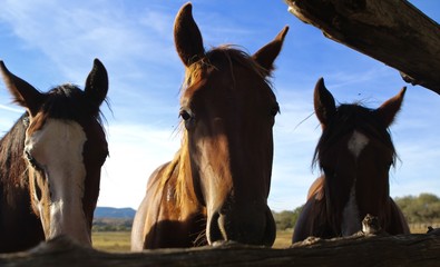 Horses