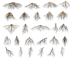 Wall Mural - Set of tree roots