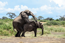 Elephants Mating In Amboseli, Kenya