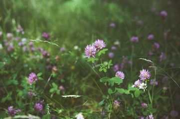 Clover flowers in green grass. Toned. Pink clover
