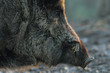 © taviphoto - closeup of wild boar head