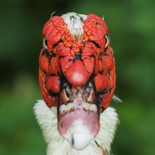 Abstract Portrait Of Muscovy Duck