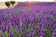 Beautiful lavender fields at sunset time. Valensole.Provence, France