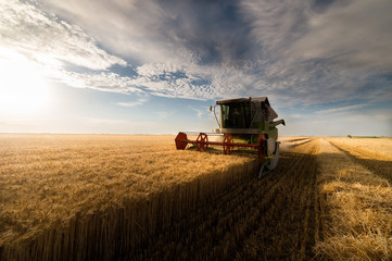 Wall Mural - Harvesting of wheat fields in summer