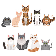  Vector illustrations set of many different kittens. Cats characters in cartoon style