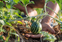 Closeup Of Growing Small Green Striped Watermelon In Farmer's Hand