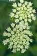 Inflorescence of carrot flowers