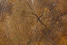 Heartwood Texture Background