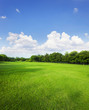 landscape of grass field and green environment public park