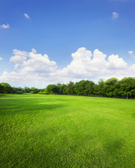 landscape of grass field and green environment public park