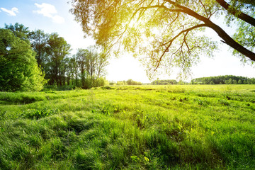 Wall Mural - meadow with green grass and trees under the bright sun