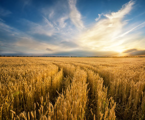Wall Mural - road to the field with yellow ripening wheat ears