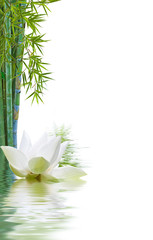 Wall Mural - fleur de lotus et bambous, fond blanc 