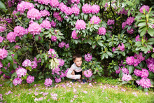 A Boy Hiding In Flower Bush In Garden
