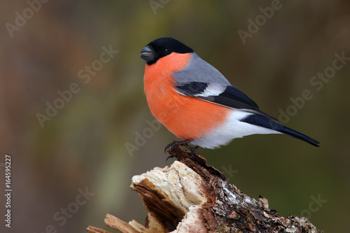 Fotografía he bullfinch, common bullfinch or Eurasian bullfinch ( Pyrrhula pyrrhula) sittin