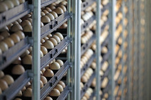 Chicken Eggs In Incubator