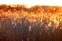 Cattails Against Sunset With Glow 
