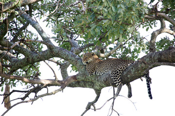 Wall Mural - Leopard in Tree - Kenya