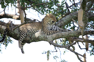 Wall Mural - Leopard in Tree - Kenya