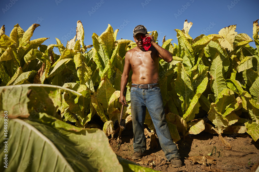 Portrait of Mexican migrant worker, harvesting tobacco in Kentucky. Stock  Photo