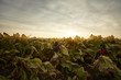 © Richard Schultz - Portrait of Mexican migrant worker, harvesting tobacco in Kentucky.