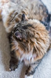 Portrait closeup of calico tabby maine coon cat lying down
